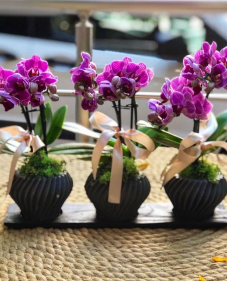 Mini orkide 3 lü set