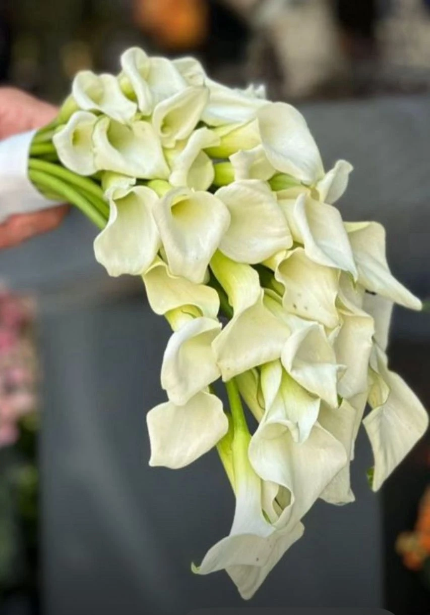 White cala gelin buketi