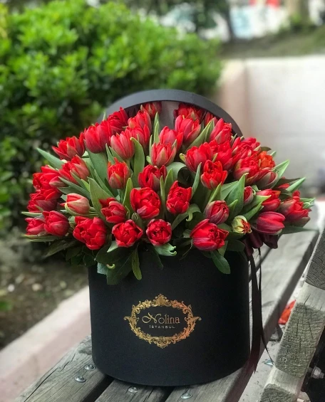 Kırmızı Lale Güzelliği
