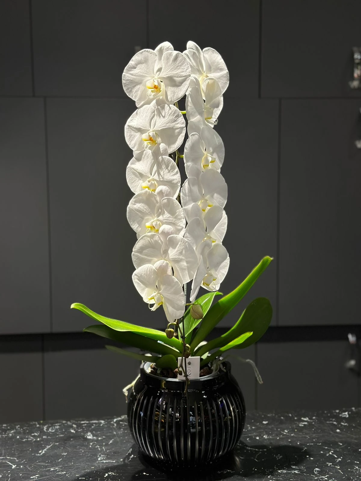 Formi Daplo Special Orkide